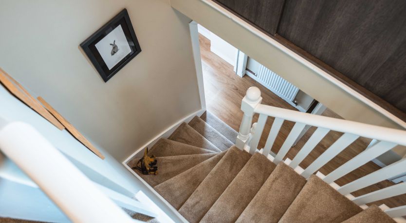 Photo of Fallow Deer