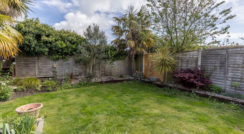 Photo of White Water-Lily