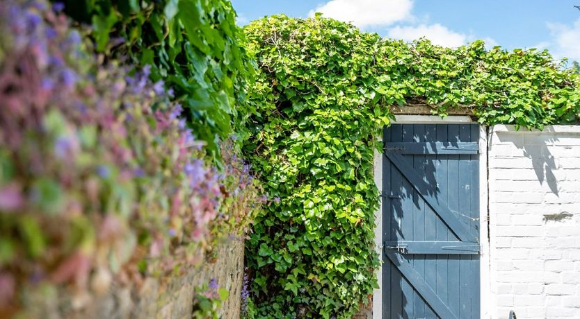 Photo of Bellflowers at Teatime