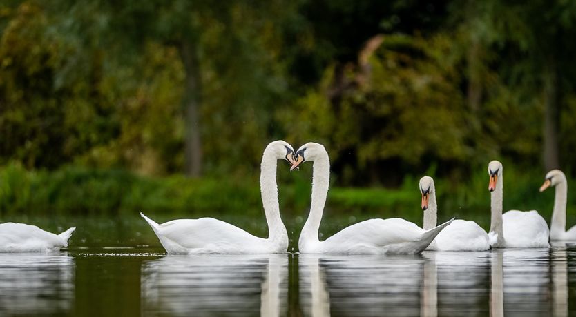 Photo of Royal Rumble