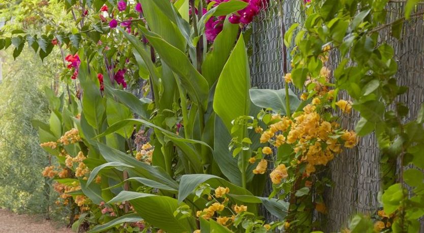 Photo of Sweet Like Cotton Candy