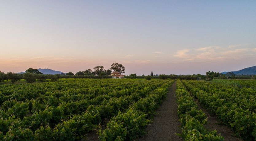 Photo of Poet's Vineyard