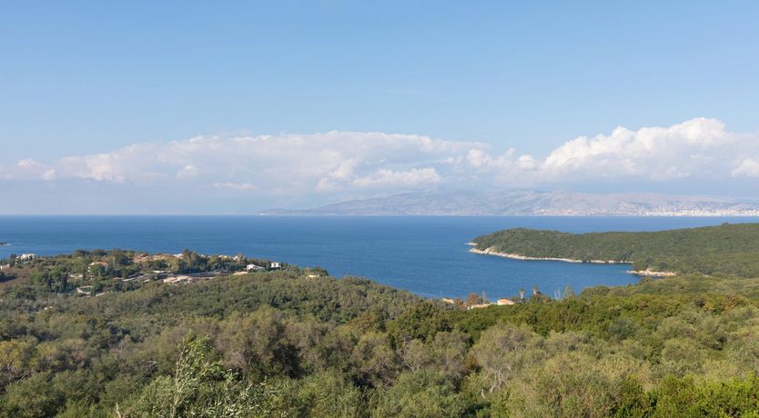 Photo of Under The Olive Branch