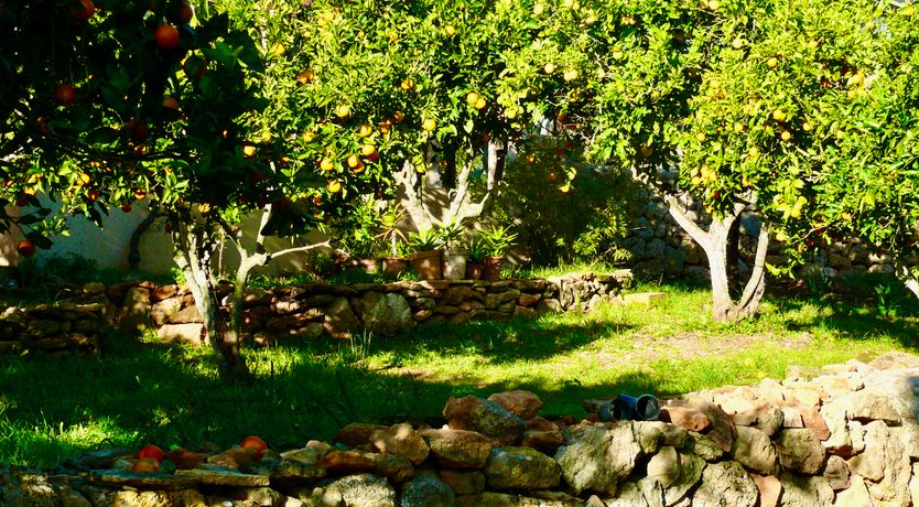 Photo of The Old Mallorcan Orchard