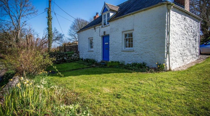 Photo of Wild Daffodil