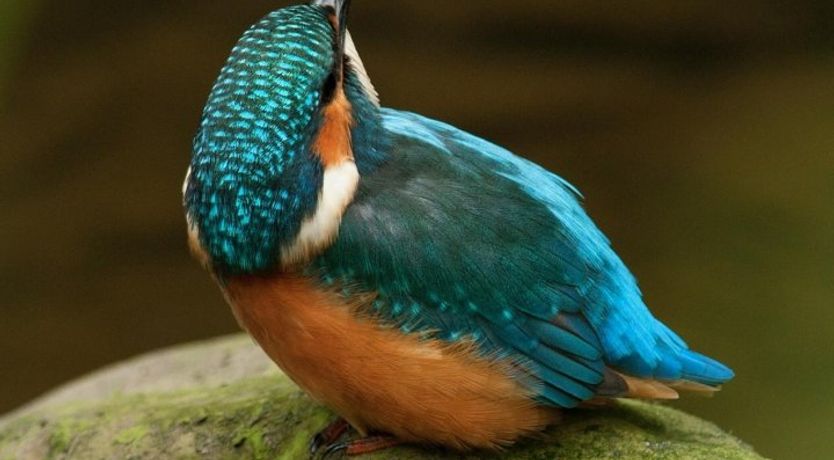 Photo of Rewild At Heart