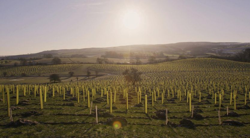 Photo of Rewild At Heart