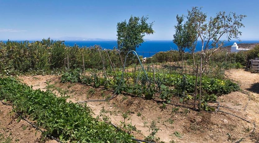 Photo of Donkey's Ears