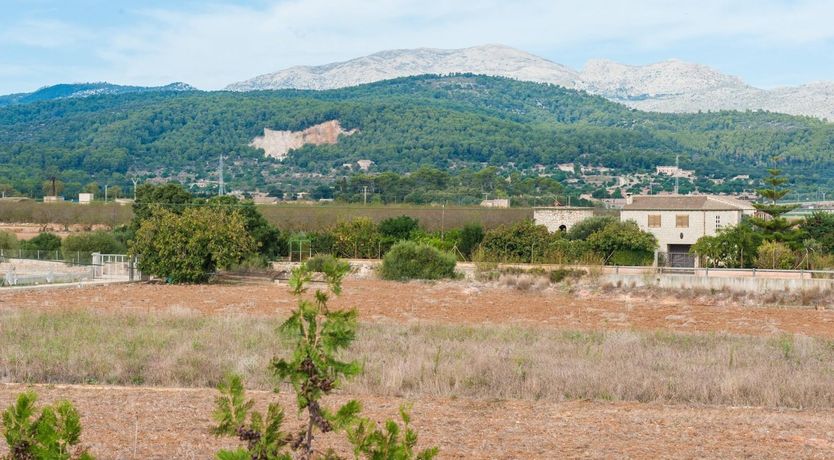 Photo of Summer Oranges