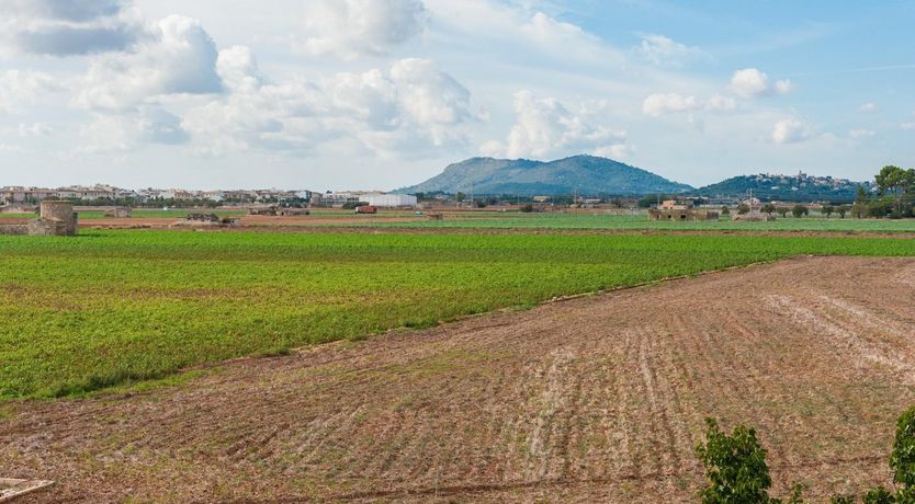 Photo of Summer Oranges