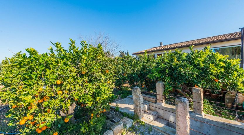 Photo of Summer Oranges