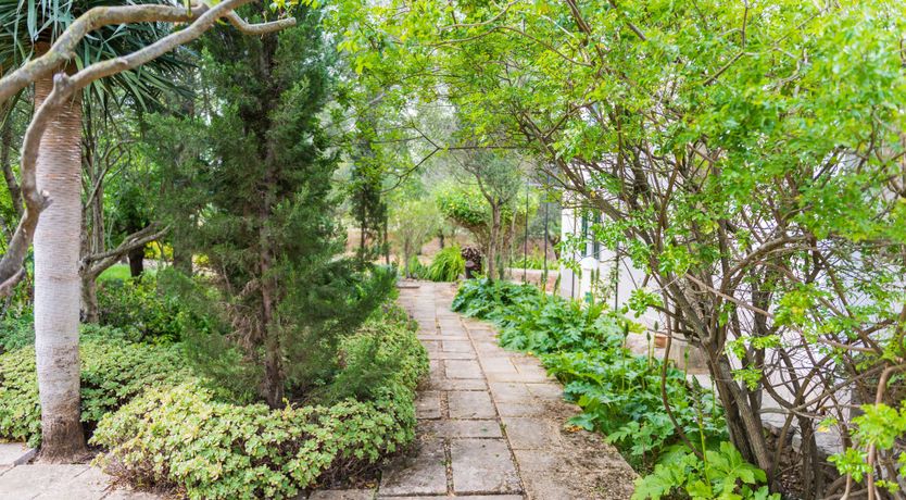 Photo of Mallorcan Vines