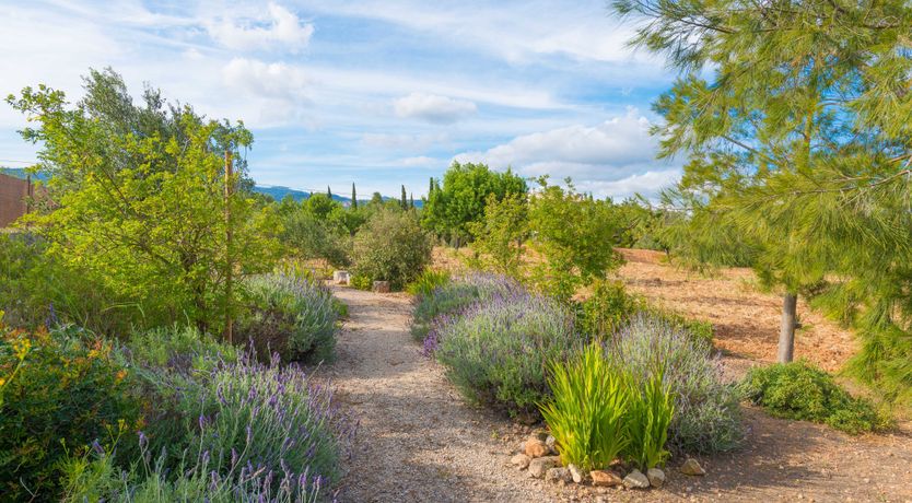 Photo of Mallorcan Vines