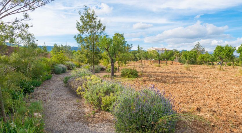 Photo of Mallorcan Vines