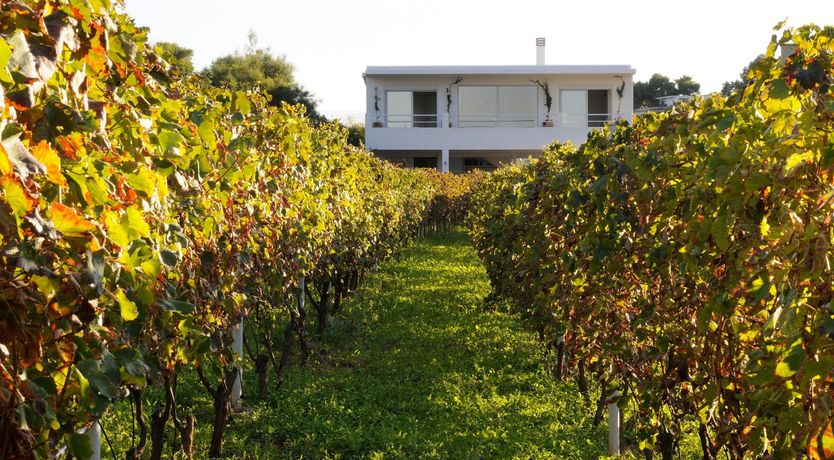 Photo of Among The Vines