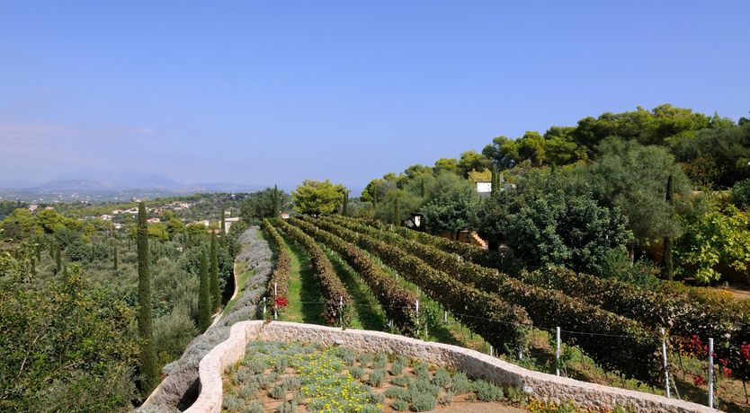 Photo of Among The Vines