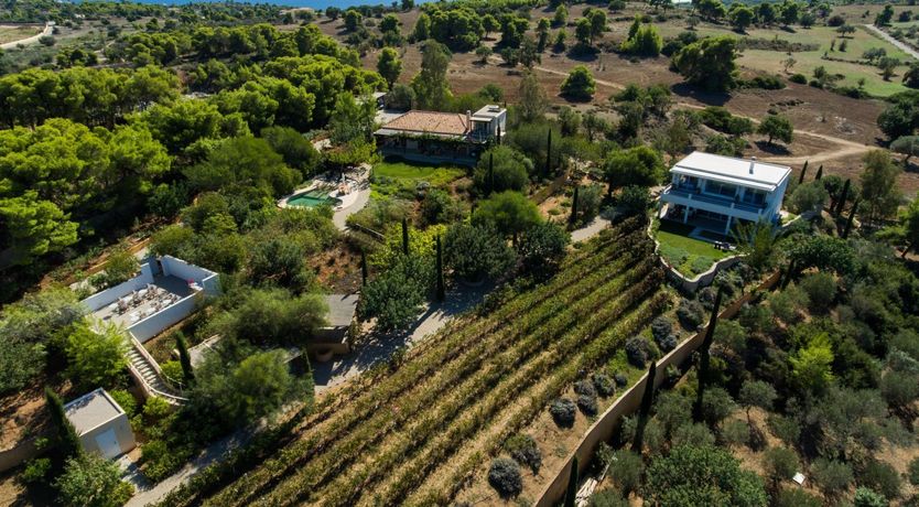 Photo of Among The Vines