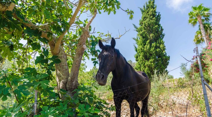 Photo of Sunshine Shutters