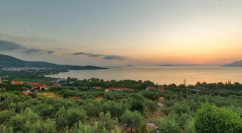 Photo of Citrus & Pine