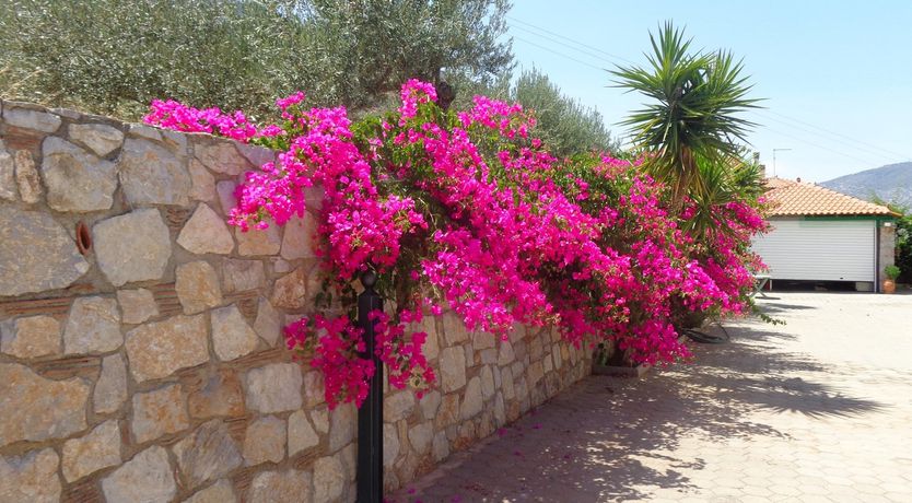 Photo of Citrus & Pine