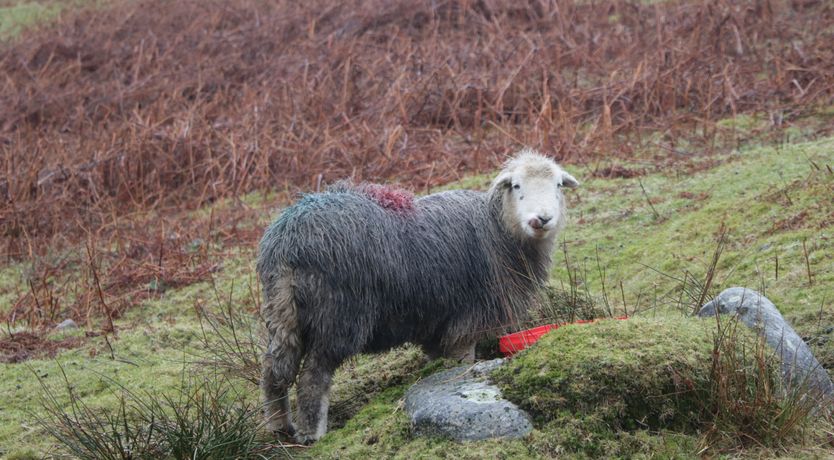 Photo of Nook Cottage