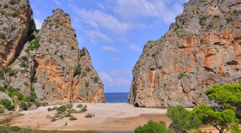 Photo of Golden Shimmer