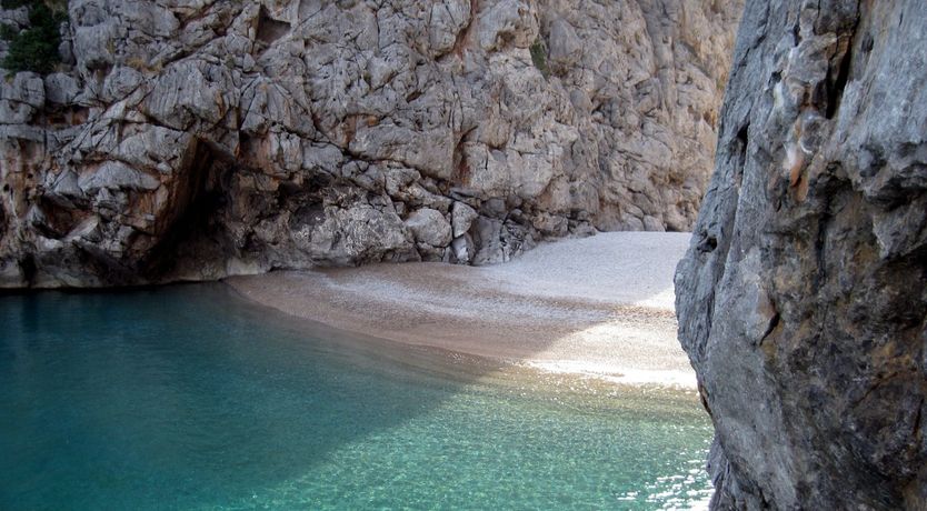 Photo of Golden Shimmer