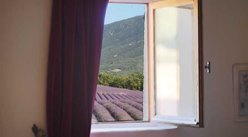 Photo of Lavender Bloom