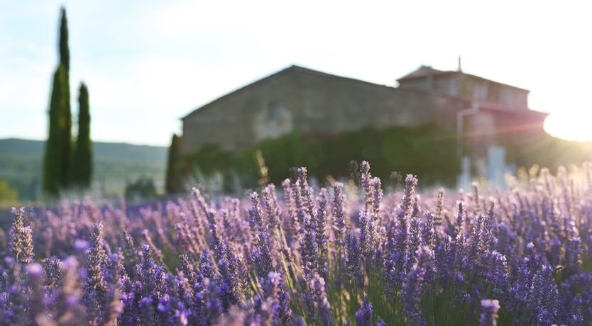 Photo of Lavender Bloom