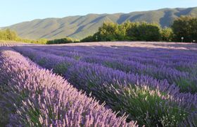 Photo of lavender-bloom
