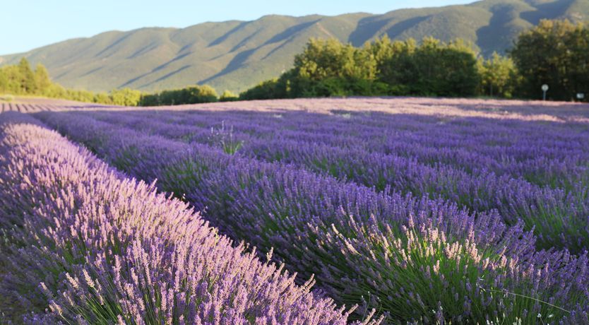 Photo of Lavender Bloom
