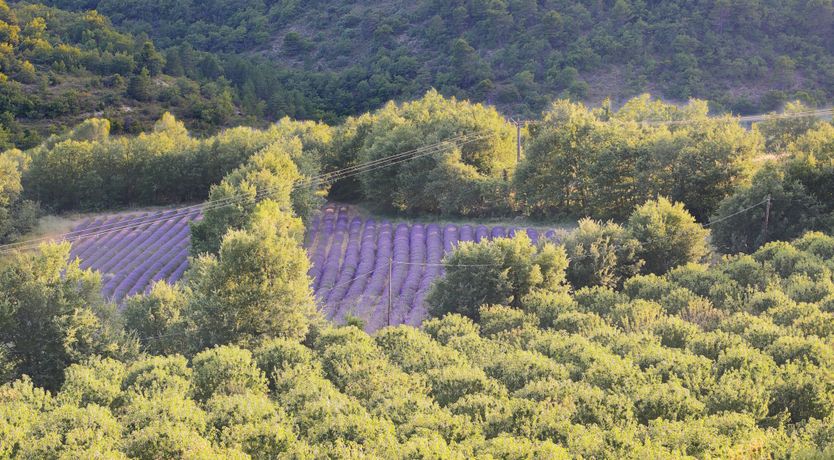Photo of Lavender Bloom
