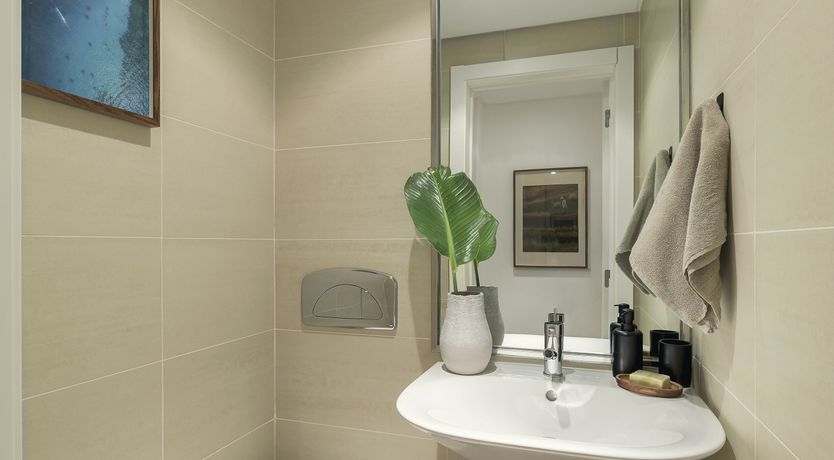 Photo of Moon Orchid