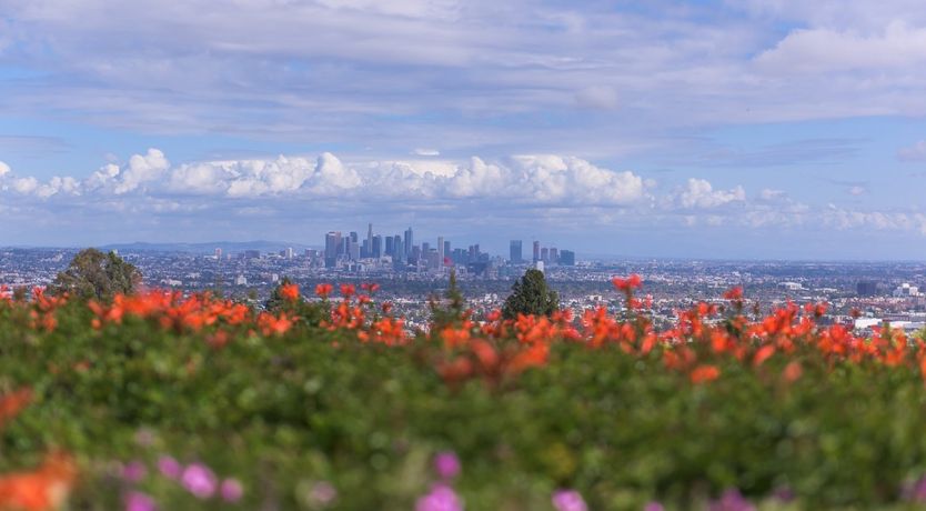 Photo of Fly Famous Mockingbird