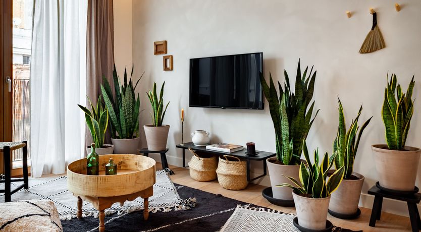 Photo of Sansevieria Leaf