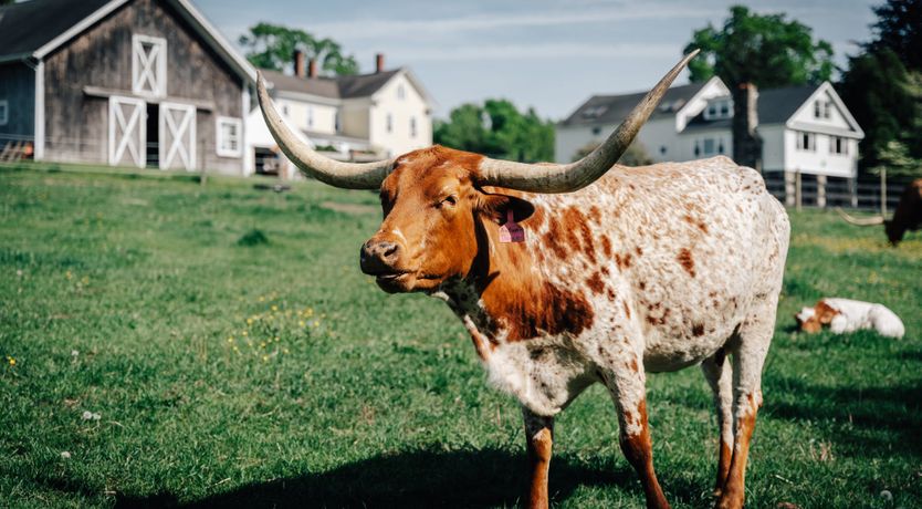 Photo of Mystic Countryside Farm