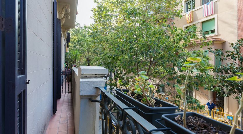 Photo of Catalonian Jasmine