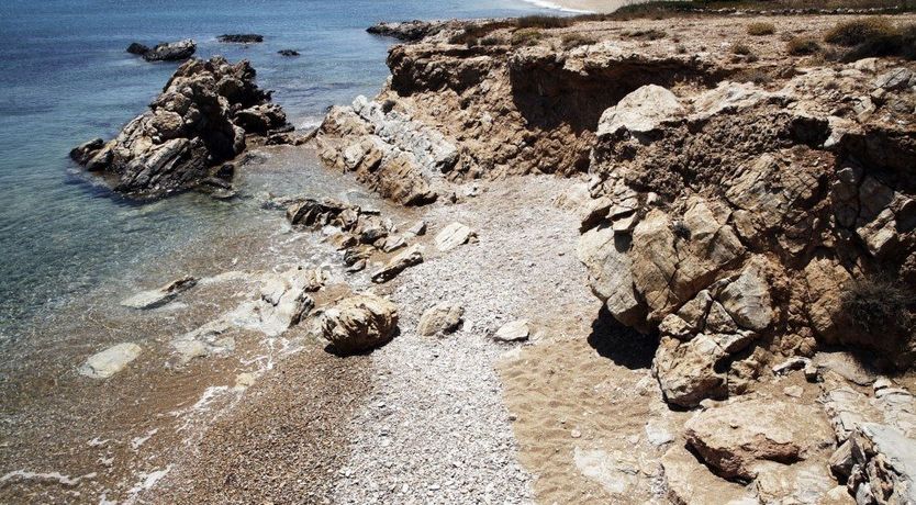 Photo of In The Mustardseed Sun