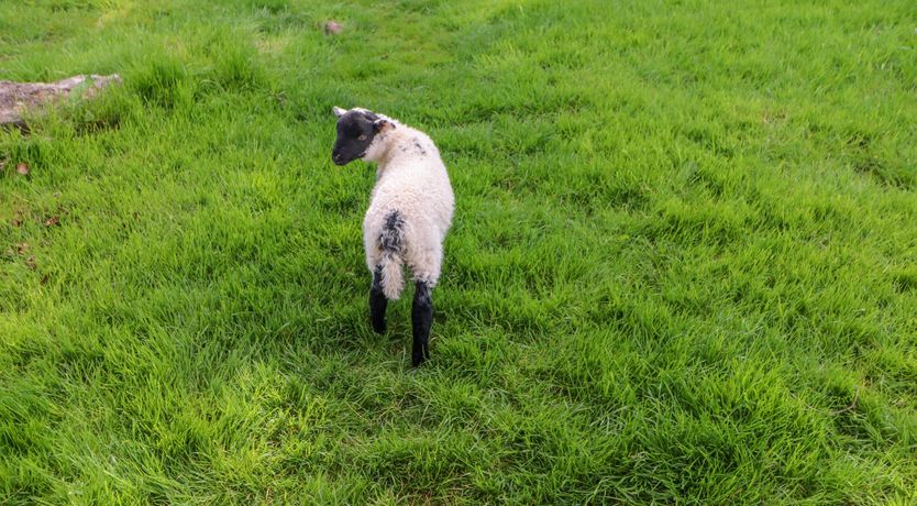 Photo of Herdie Hideaway