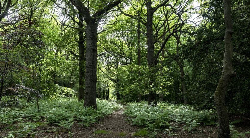 Photo of Kooky Cabin