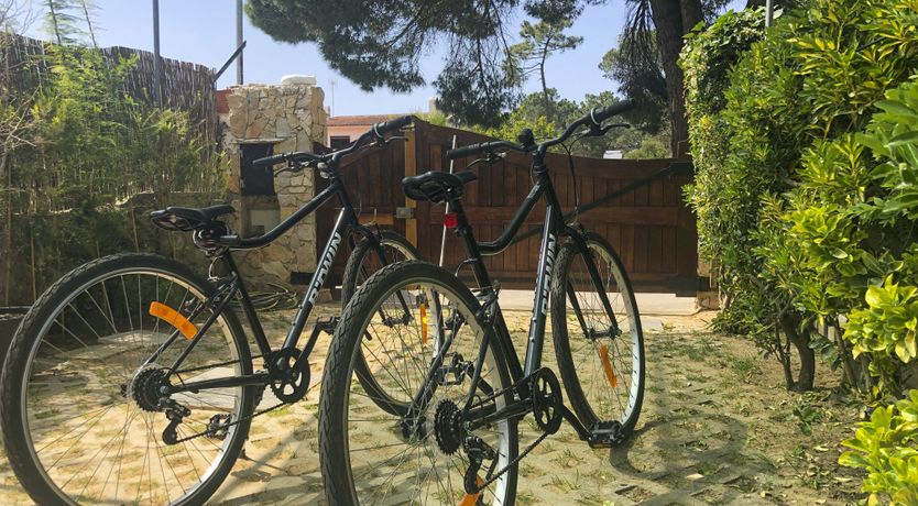 Photo of Lavender & Pines