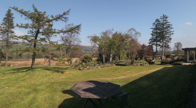 Photo of Silver Birches