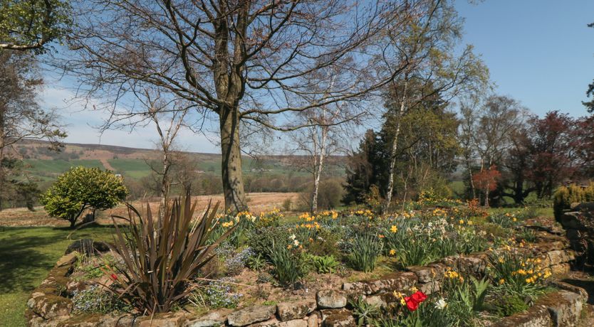 Photo of Silver Birches