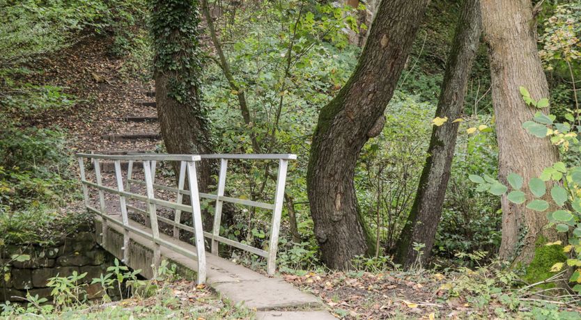 Photo of Silver Birches