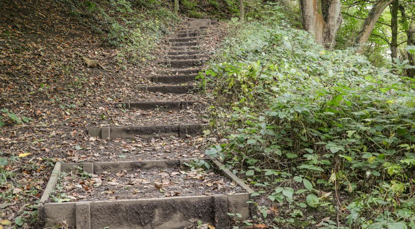 Photo of Silver Birches