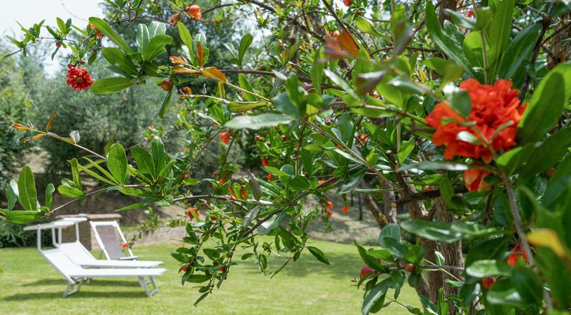 Photo of Tuscan Trees