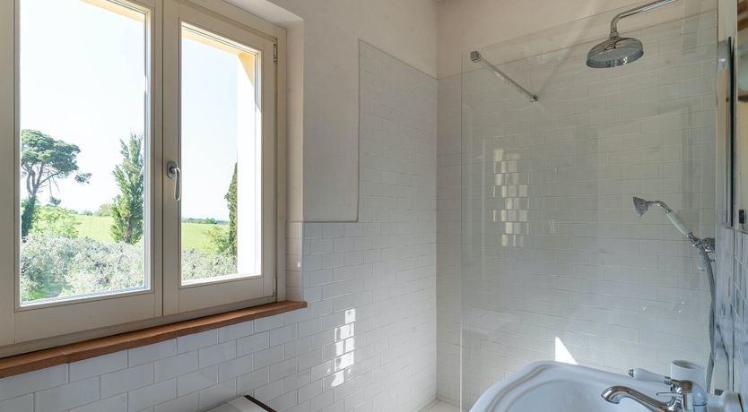 Photo of The Madonna Rose