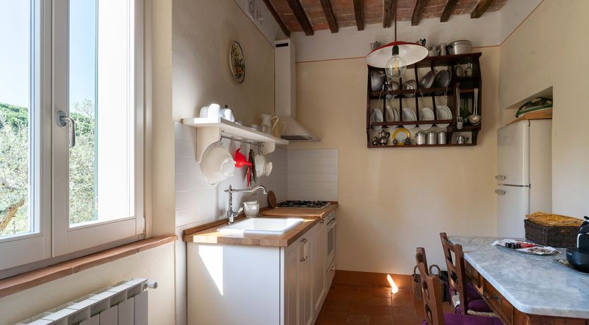 Photo of The Madonna Rose