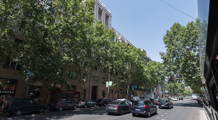 Photo of Tulip Petal