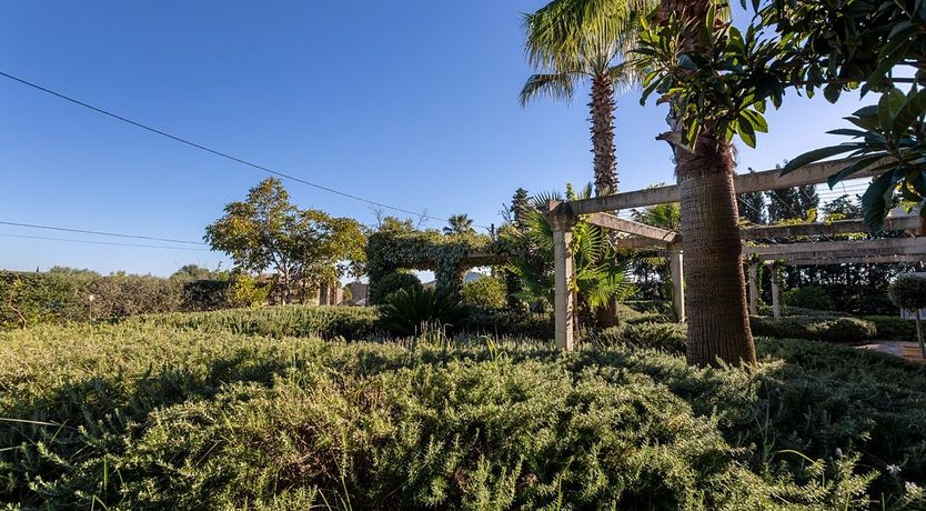 Photo of The Almond Tree